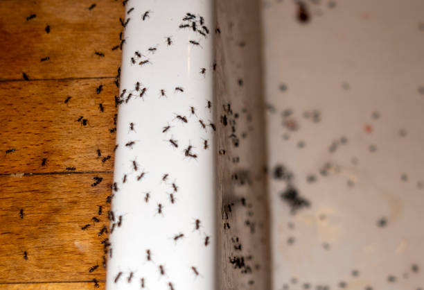 Best Insect Control  in Mckenzie, TN